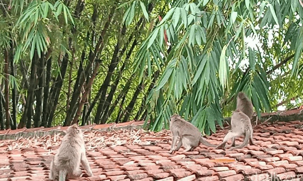 Kawanan Monyet Liar di Bandung Kembali Mengamuk Warga Resah